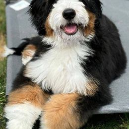 Bernedoodle, Bernese Mountain Dog, and Poodle Puppies from NJ Bernedoodles