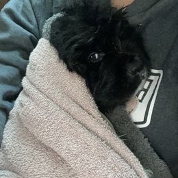 Newfoundland and Shih Tzu Puppies from Grand Meadow Newfoundlands