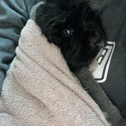 Newfoundland and Shih Tzu Puppies from Grand Meadow Newfoundlands