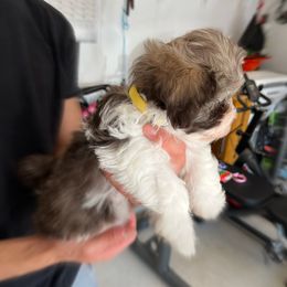 Havanese Puppies from Havanese Puppies of the Northshore