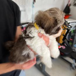 Havanese Puppies from Havanese Puppies of the Northshore