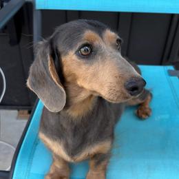 Hazel - Blue and cream female Dachshund puppy in Rutherfordton, North Carolina from Mountain Farm Dachshunds