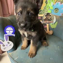 Kruger - Sable male German Shepherd puppy in Livingston, Kentucky from Illyria Dox & GSD