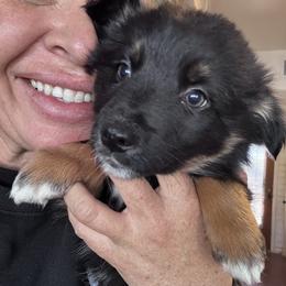 Anise - Black tri-color female Australian Shepherd puppy in Tucson, Arizona from TTTNT Aussies