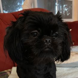 Jetta - Shih Tzu