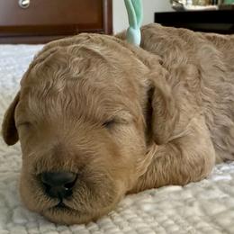 Miss Mint Collar - Apricot female Poodle puppy in Screven, Georgia from Dreamland Standard Poodles