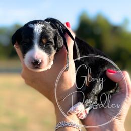 Black - Tri-color male Bernedoodle puppy in Rockwall, Texas from Glory Doodles