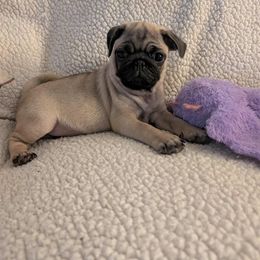 Pug Puppies from Lisa's Pugalicious Pugs