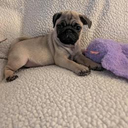 Pug Puppies from Lisa's Pugalicious Pugs