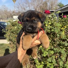 Waldo - Black and red male German Shepherd puppy in Whitewater, California from Vom Haus Metzler Shepherds