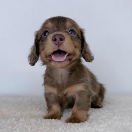 Eira - Dapple female Dachshund puppy in Sonora, California from HEFFERNAN HOUNDS