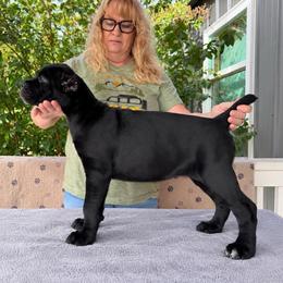 Lilac Collar - Black female Cane Corso puppy in Paris, Texas from Knucklehead Cane Corso