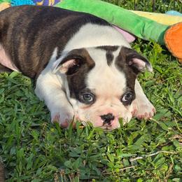 Bongo ready May 14 - Black brindle and white male Boston Terrier puppy in Brooksville, Florida from I Love Pups