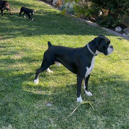 Milo - Boxer