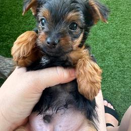 Lincoln - Parti male Yorkshire Terrier puppy in San Antonio, Texas from Luna's Treasures