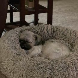 Shih Tzus from Myers Country Pups