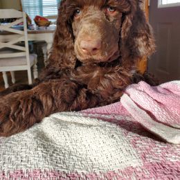 Poodle Puppies from Edith and Company Fantastic Standard Poodle Life