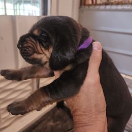 Purple male - Black and tan male Bloodhound puppy in Freeport, Ohio from Sullivan's Bloodhounds