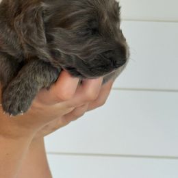 Blue girl 2 - female Long Haired Weimaraner puppy in Lancaster, Kentucky from Heavy Hollow Farm