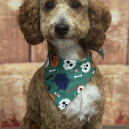 Doc - Goldendoodle