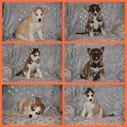 Siberian Husky Puppies from Spalla Pups