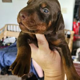 Flynn - Red and rust male Doberman Pinscher puppy in Mount Orab, Ohio from Heyne Kennels