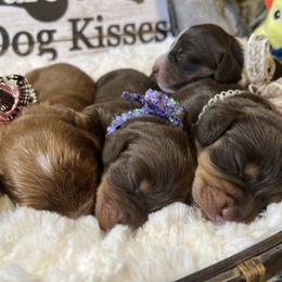 Dachshund Puppies from Linda B’s Dachshunds
