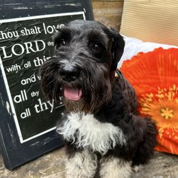 Khole - Miniature Schnauzer