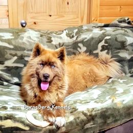 Candy - Siberian Husky