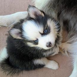 Nova - Black and white female Pomsky puppy in Kittredge, Colorado from Rocky Mountain Pomskies