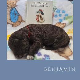 Boy 2 - male Lagotto Romagnolo puppy in Salida, California from Harper's Lagotti
