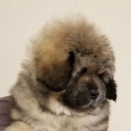 Tibetan Mastiff Puppies from Noble Legacy Tibetan Mastiffs