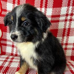 Willow - Black tri female Miniature Australian Shepherd puppy in Hokes Bluff, Alabama from Alegria Toy Aussies