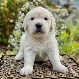 Golden Retrievers, Labrador Retrievers, and Poodles from Dream Pup