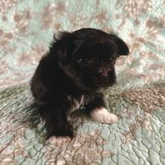 Xander - Black male Mi-Ki puppy in Prospect Heights, Illinois from Metro Mi-kis