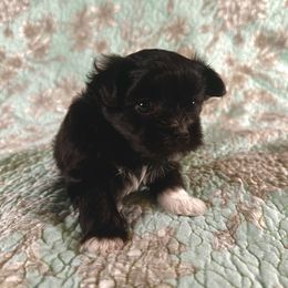 Xander - Black male Mi-Ki puppy in Prospect Heights, Illinois from Metro Mi-kis