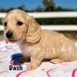 Dash - Cream male Dachshund puppy in Valley Center, California from Taxonyx Cream Dachshunds