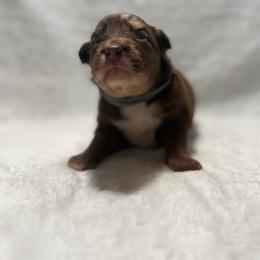 Sedona - Red tri female Miniature Australian Shepherd puppy in New London, Minnesota from Broken T Australian Shepherds