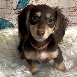 Kenzie's Chocolate and Cream -- Girl (Beige collar) - Chocolate and cream female Dachshund puppy in Kalama, Washington from Dazzling Doxies