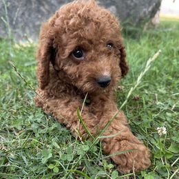 Neal - Red male Cavapoo puppy in Camden, Michigan from FurEver Friends Finder