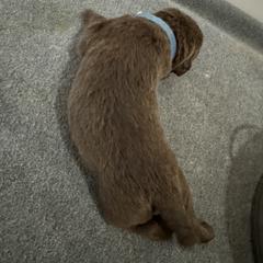 Boy 2 - Brown Chesapeake Bay Retriever puppy in Whitewater, Colorado from Willow Bend Chesapeakes