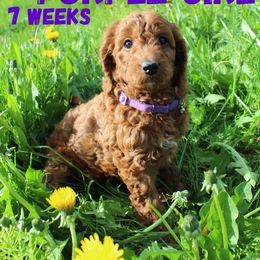Purple Girl - Red  Goldendoodle puppy in Anchorage, Alaska from Lindsey Family Doodles