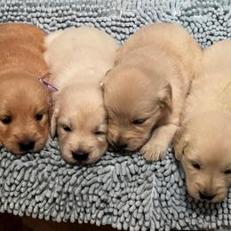 Girl 4 - Golden female Golden Retriever puppy in Graysville, Tennessee from Country Goldens and Mountain Top Cavaliers