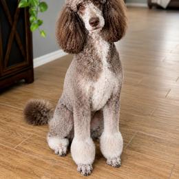 Godiva - Poodle