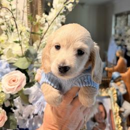 Walter - Cream male Dachshund puppy in Ville Platte, Louisiana from Cajun Pawfection