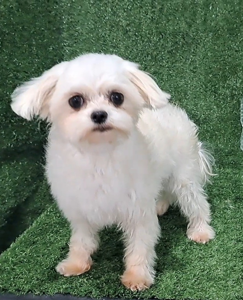 Brandy - Maltese