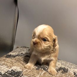 Precious - Gold female Shih Tzu puppy in Covington, Georgia from Top Hats 2  Shih Tzu’s
