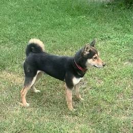 Koji - Shiba Inu