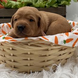 Pink - Yellow female Labrador Retriever puppy in Heath Springs, South Carolina from Rich Hill Retrievers