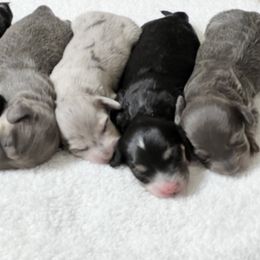 Dachshund Puppies from River Run Dachshunds